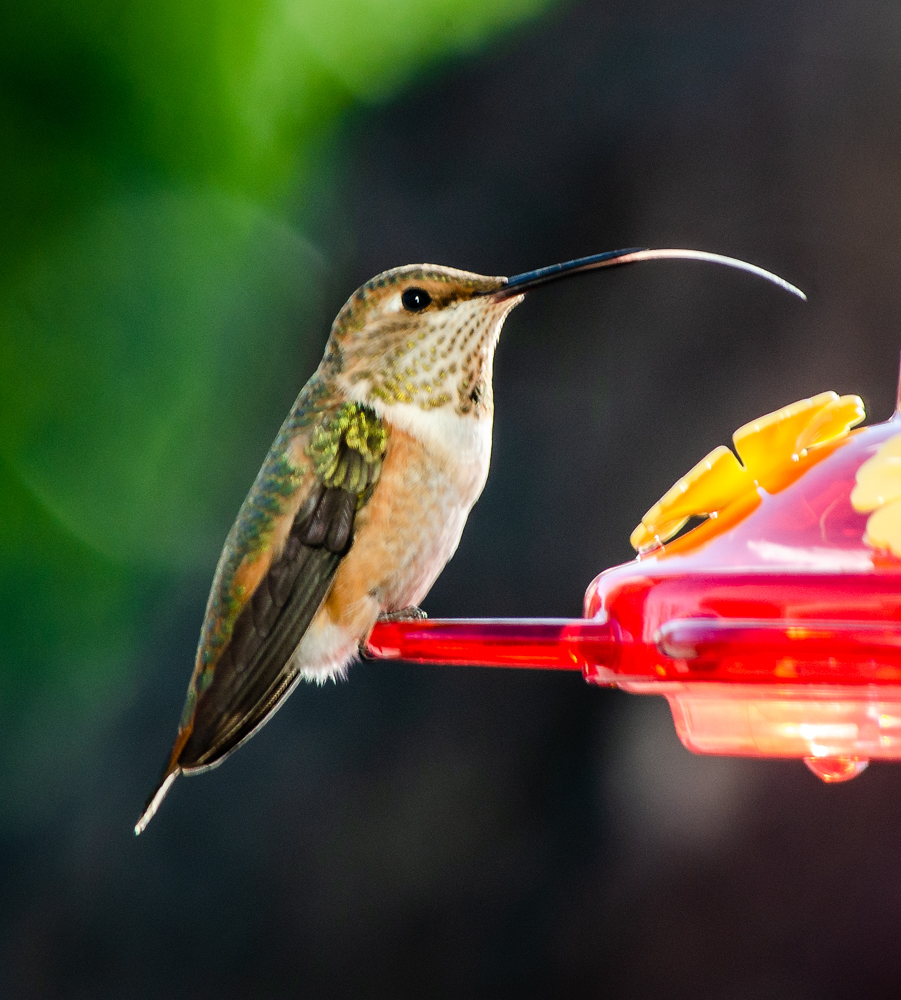Cute Little Hummingbird
