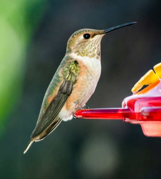 Cute Little Hummingbird