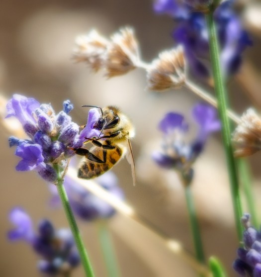 Bee in Lavender