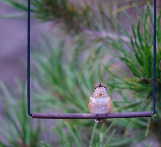 Hummingbird on a Swing