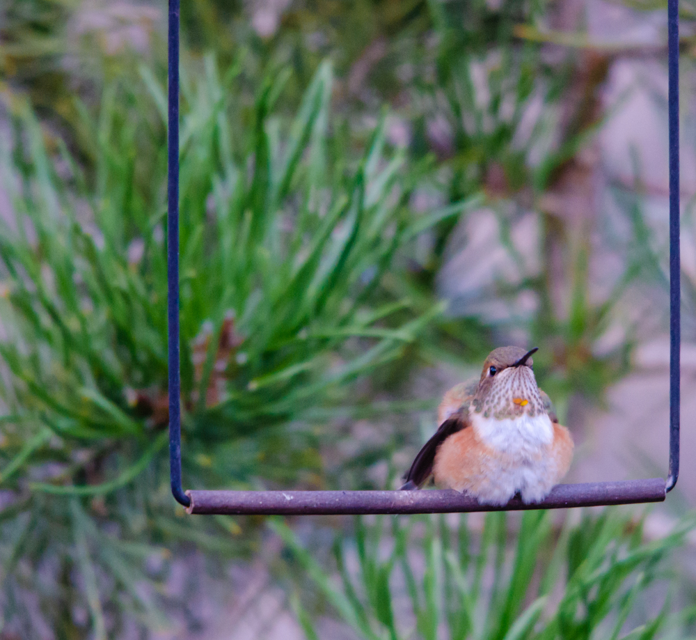 Hummingbird on a Swing