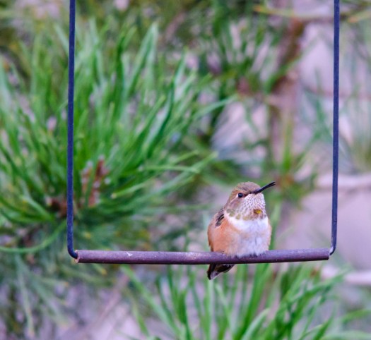 Hummingbird on a Swing