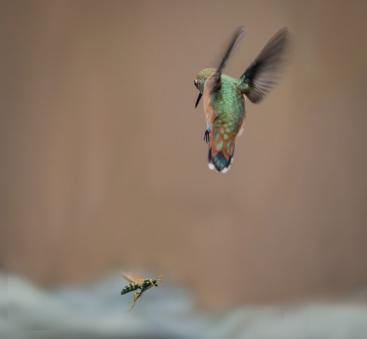 The Hummingbird and the Wasp