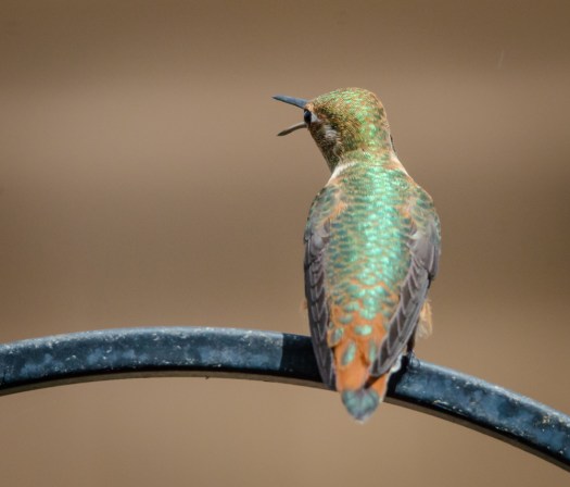Hummingbird