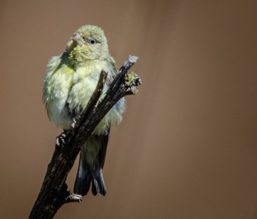 Lesser goldfinch on snag