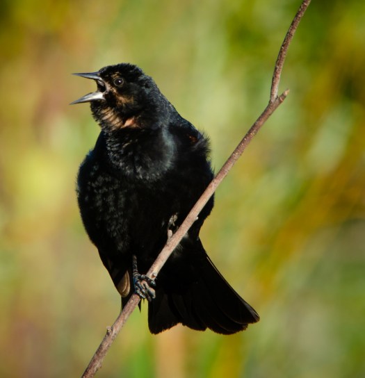 Red-winged Blackbird