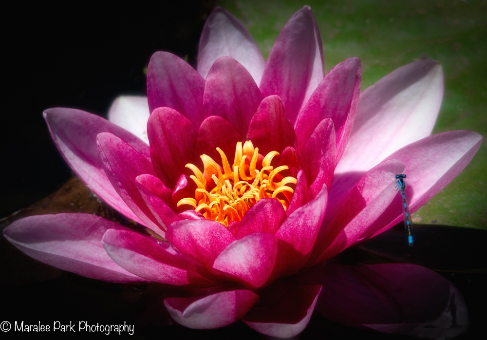 Water Lily