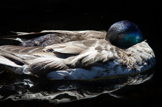Resting Duck