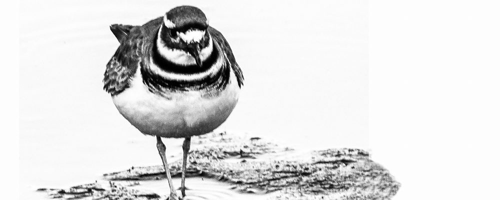 Killdeer