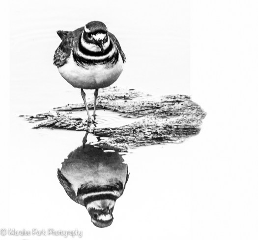Killdeer