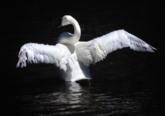 Swan