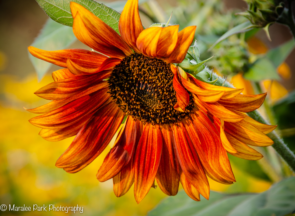 Red and Orange Sunflower
