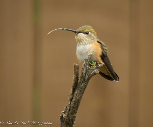 Hummingbird sticking its tongue out
