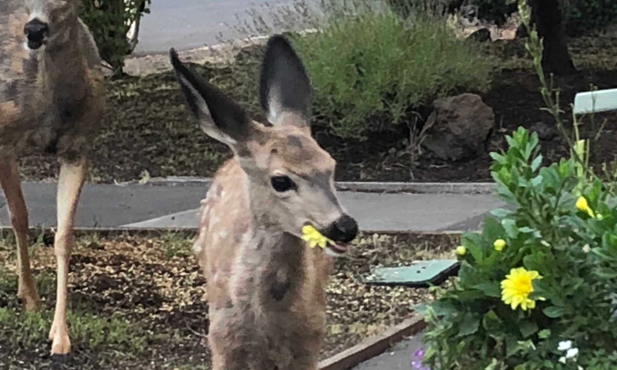 Fawn eating flowers