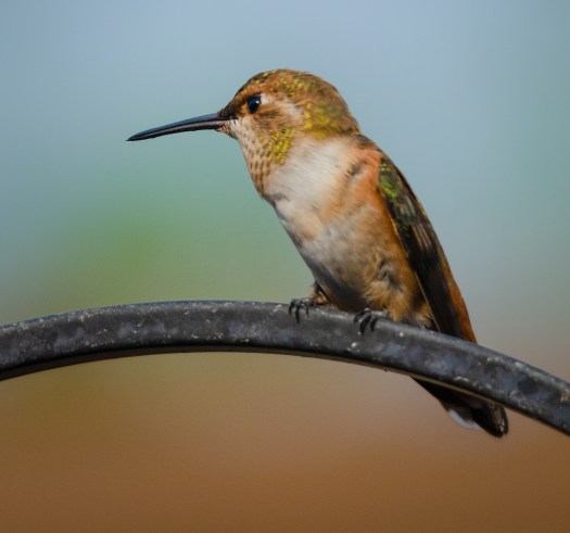 Hummingbird keeping watch