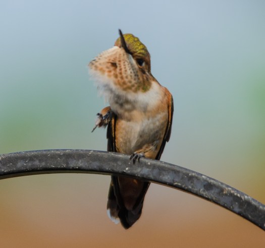 Even a hummingbird has to scratch an itch