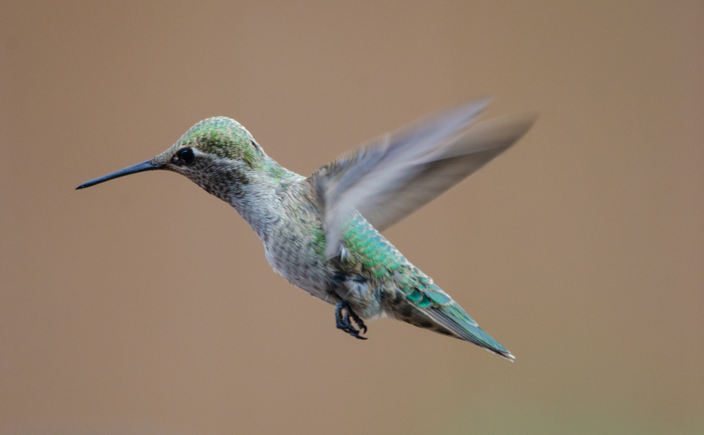 Hummingbird in flight