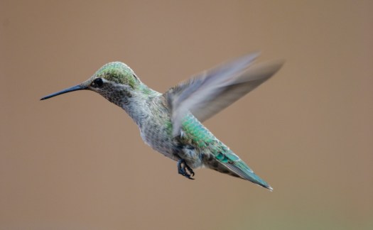 Hummingbird in flight