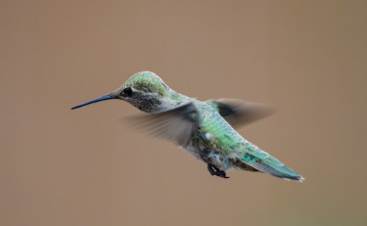 Hummingbird in flight