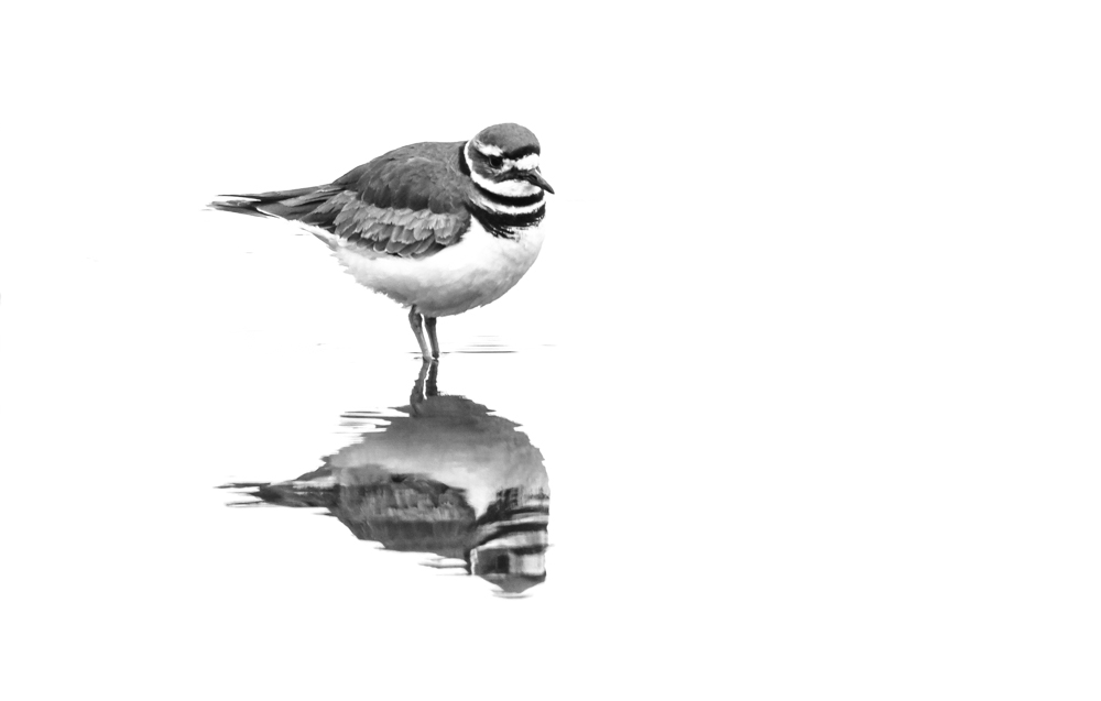 Killdeer Reflection