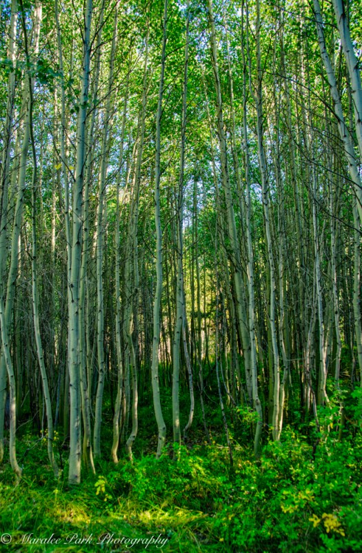 Grove of aspens.