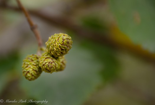 Tiny pine cones. These were not more that 1/2" in size.