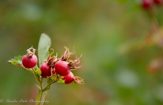 Rose hips on a bush.