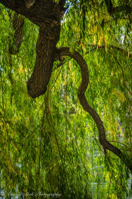 Branch of a weeping willow hanging over the river.