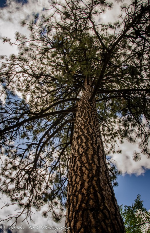 Ponderosa Pine reaching for the sky.