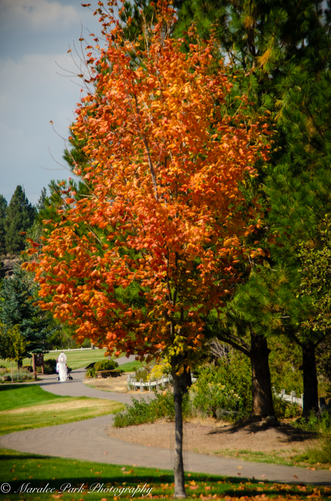 Red/ornge maple. Notice the woman in the wedding dress in the background.