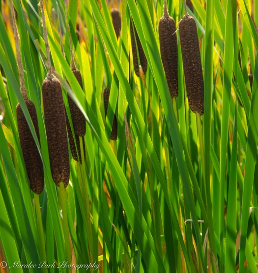 Backlit cattails