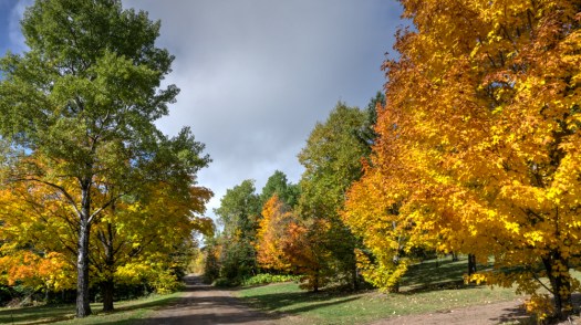 Maple Trees in color
