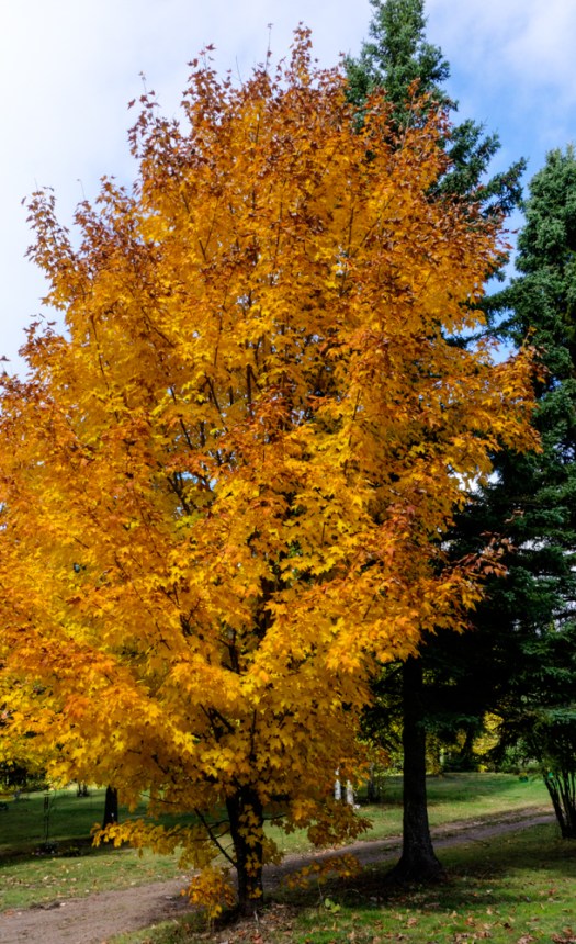 Maple Trees in color