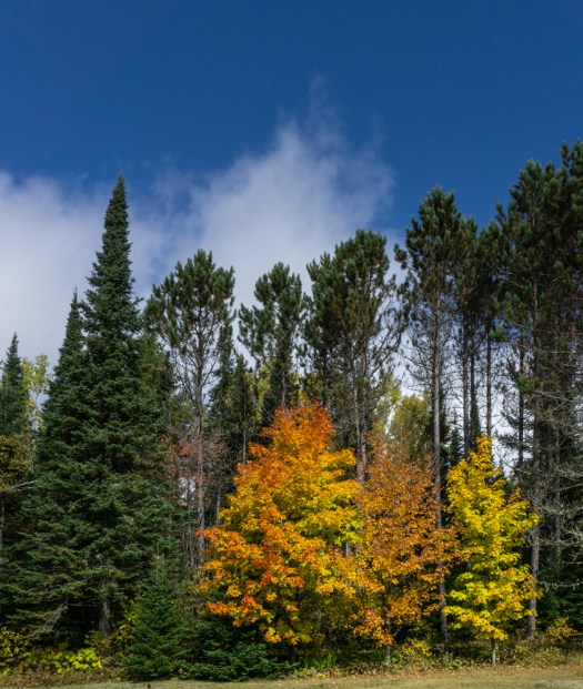 Maple Trees in color