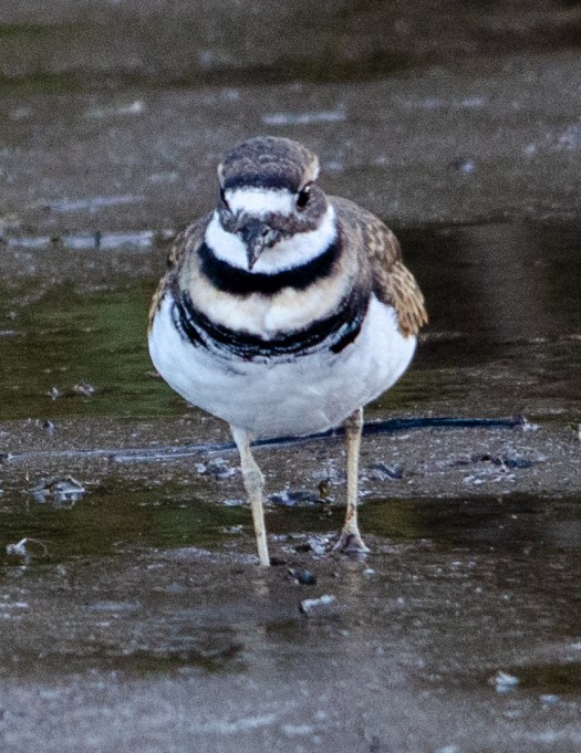 Killdeer on the mud flats