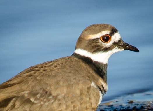 Killdeer