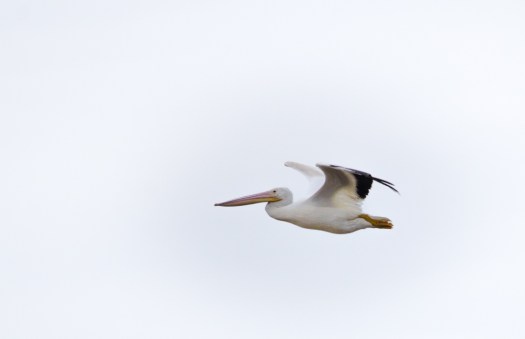 White Pelican flying overhead