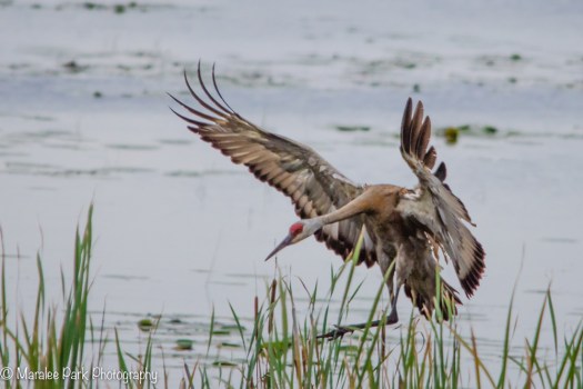 Sandhill Crane coming in for a landing