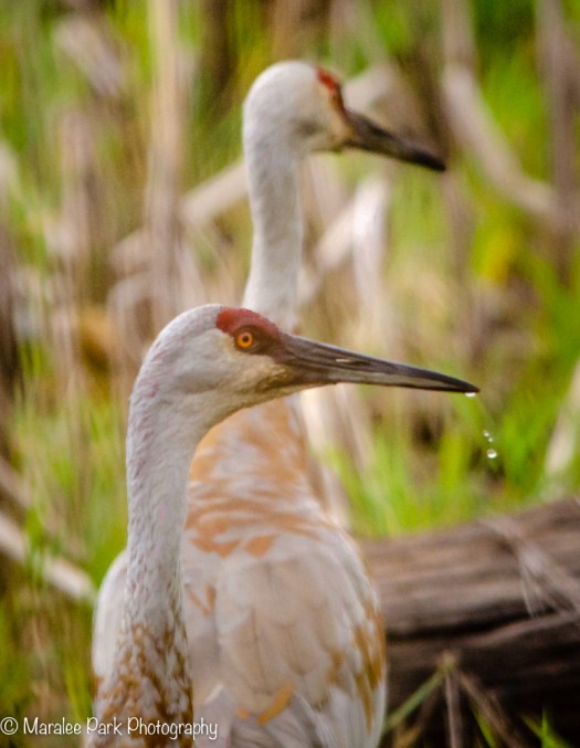 A pair of sandhill cranes