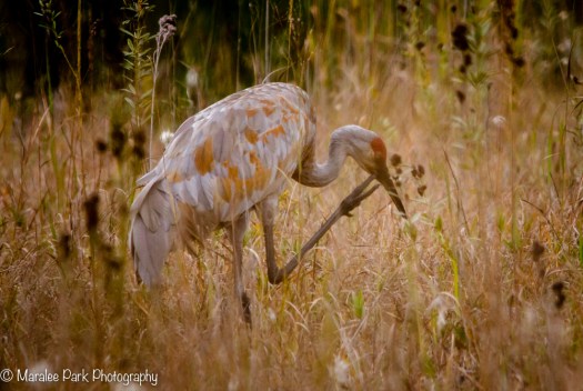 Sandhill Crane scratching an itch