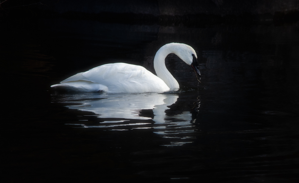 Swan