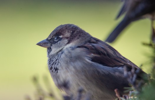 House Sparrow