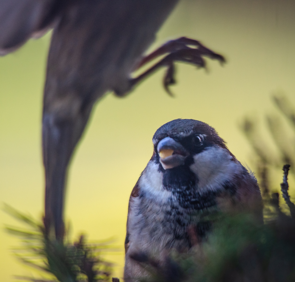 Another sparrow coming in for a landing