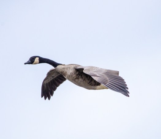 Goose in flight