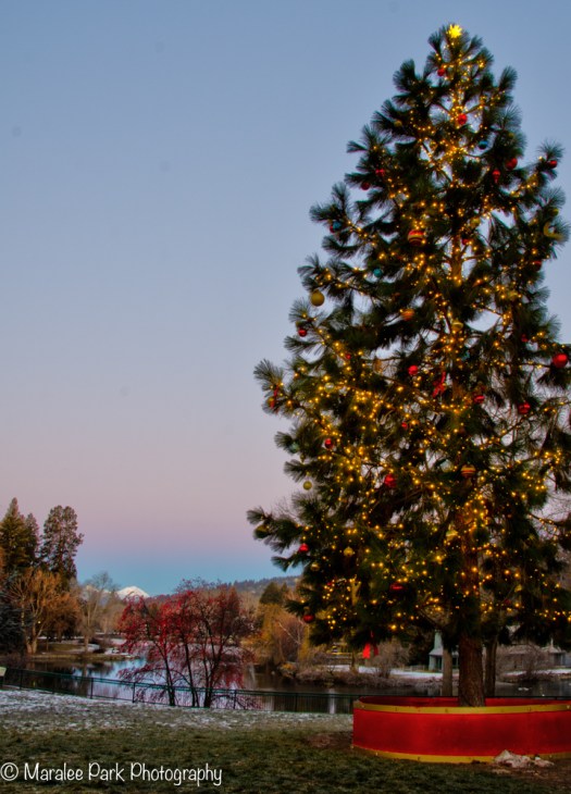 Bend Oregon City Christmas Tree