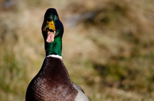 Quacking duck