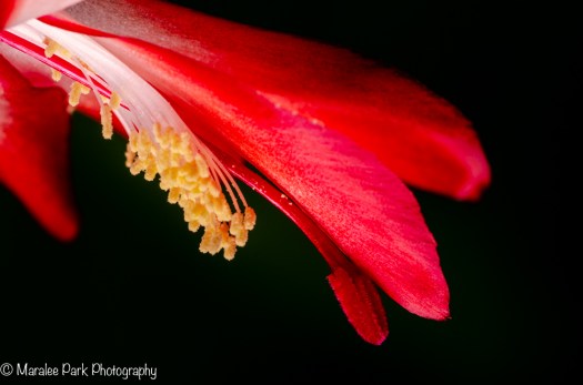 Christmas Cactus in bloom