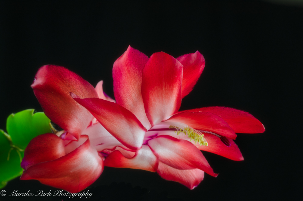 Christmas Cactus in bloom