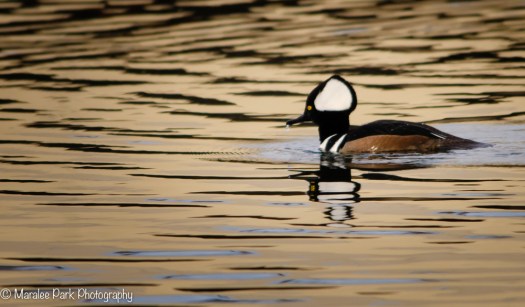 Hooded Merganser