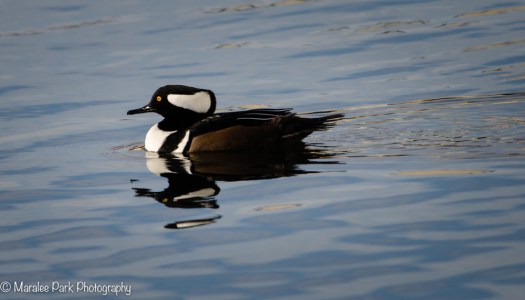 Hooded Merganser